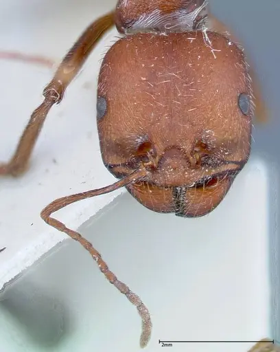 Messor oertzeni - FOCOL0208-2