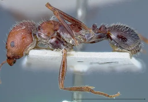 Messor oertzeni - FOCOL0208-2