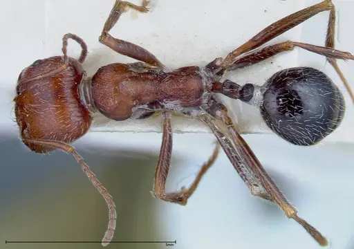 Messor oertzeni - FOCOL0208-3