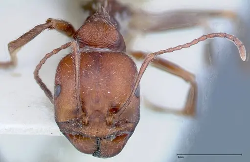 Messor oertzeni - FOCOL0208-3