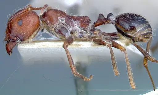 Messor oertzeni - FOCOL0208-3