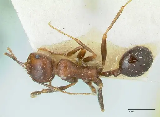 Messor oertzeni - FOCOL1257