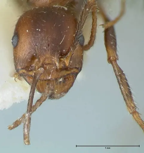 Messor oertzeni - FOCOL1257