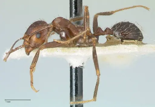 Messor oertzeni - FOCOL1257