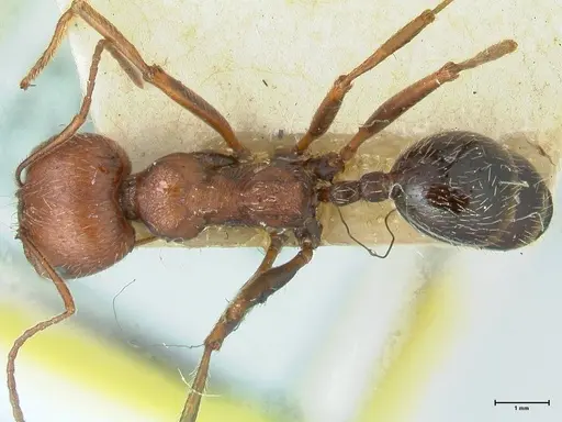 Messor oertzeni - FOCOL1258