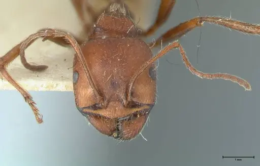 Messor oertzeni - FOCOL1258