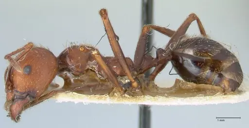 Messor oertzeni - FOCOL1258