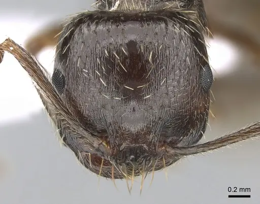 Messor orientalis specimen