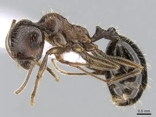 Messor orientalis specimen