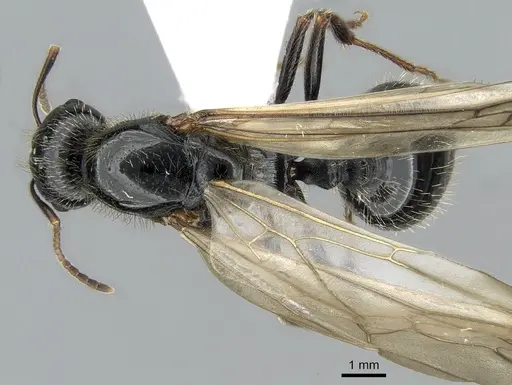 Messor orientalis - CASENT0281207