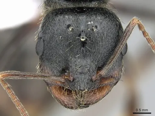 Messor orientalis - CASENT0281207