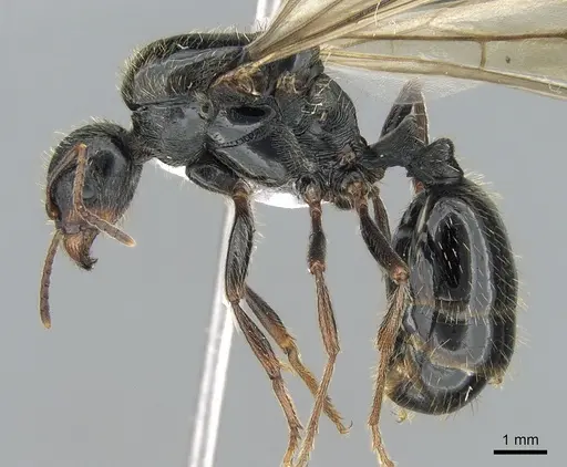 Messor orientalis - CASENT0281207