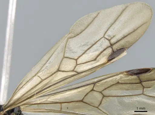 Messor orientalis - CASENT0281207