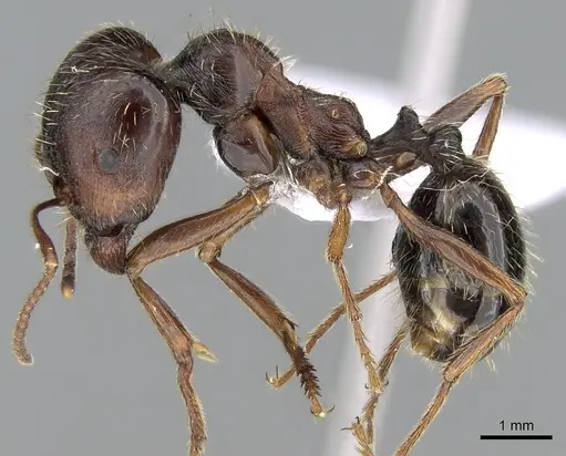 Messor orientalis - CASENT0281208