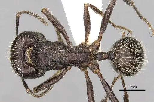 Messor orientalis - CASENT0281591