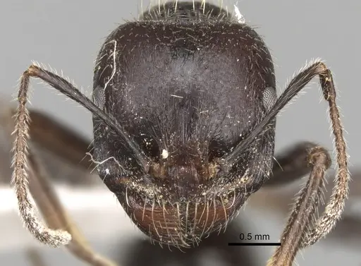 Messor orientalis - CASENT0281591