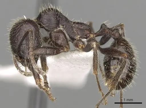 Messor orientalis - CASENT0281591