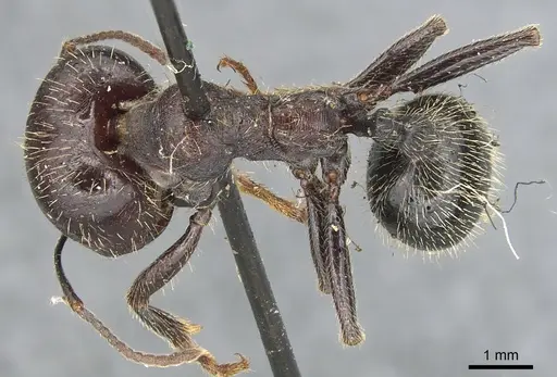 Messor orientalis - CASENT0904132