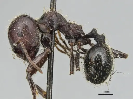 Messor orientalis - CASENT0904132