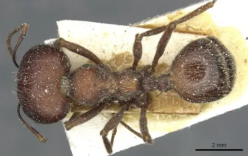 Messor orientalis - CASENT0913209