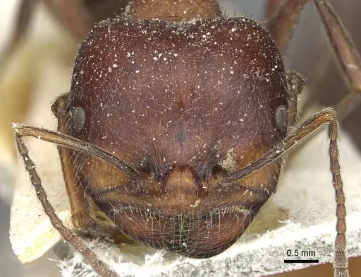 Messor orientalis - CASENT0913209