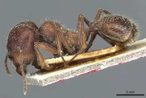 Messor orientalis - CASENT0913209