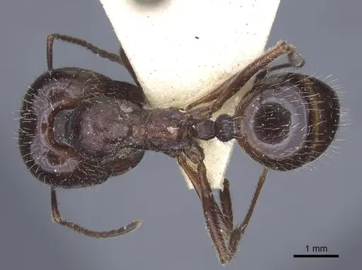 Messor orientalis - CASENT0916941