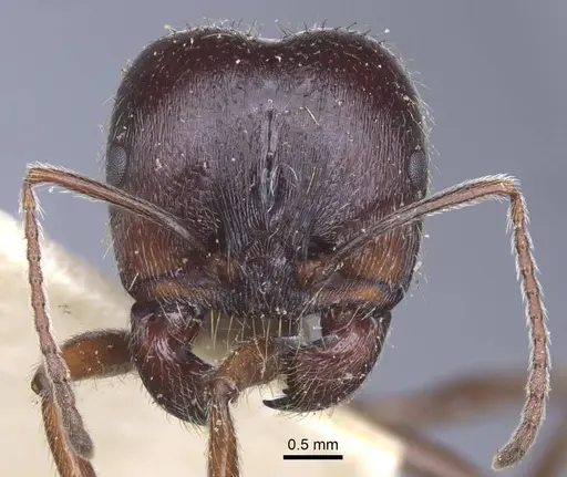 Messor orientalis - CASENT0916941