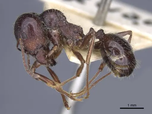 Messor orientalis - CASENT0916941