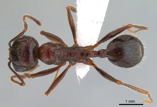 Messor perantennatus specimen