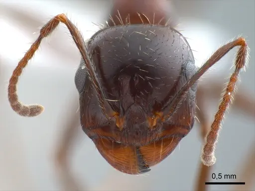 Messor perantennatus specimen