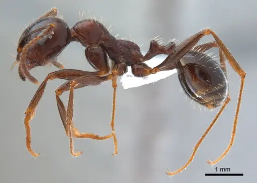 Messor perantennatus specimen