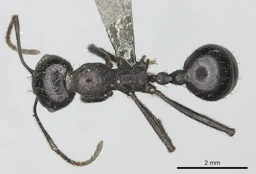 Messor piceus specimen