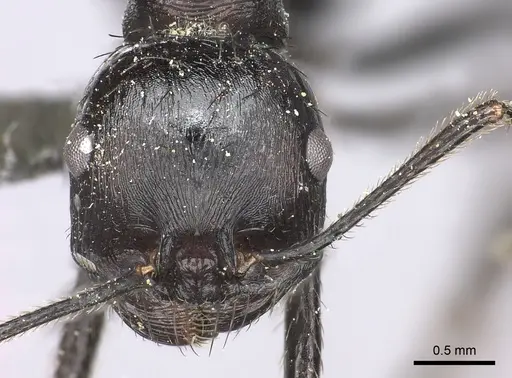 Messor piceus specimen