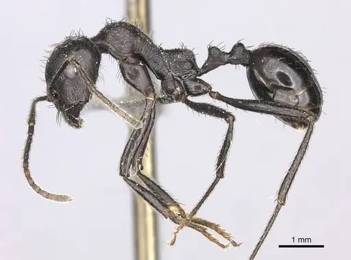 Messor piceus specimen