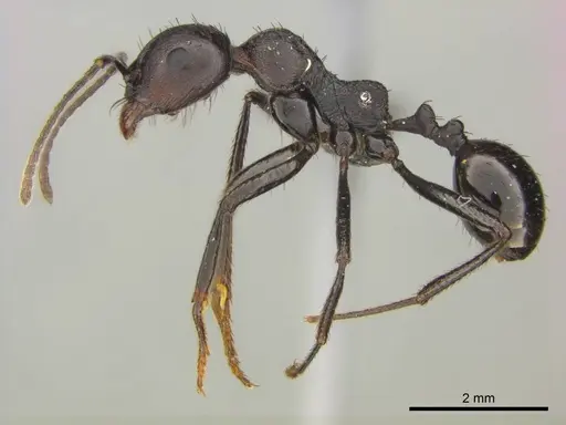 Messor piceus - CASENT0252438