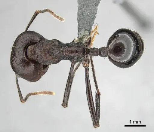 Messor piceus - CASENT0252439