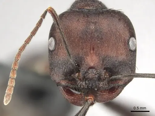 Messor piceus - CASENT0252439