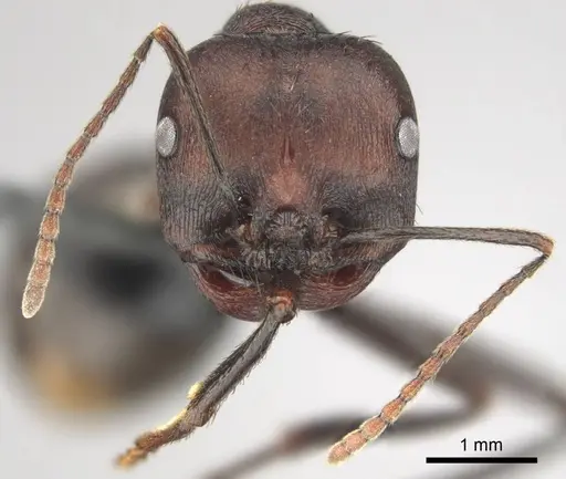 Messor piceus - CASENT0252439