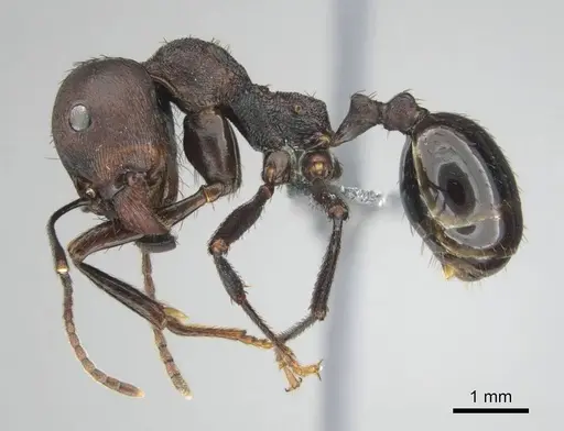 Messor piceus - CASENT0252439