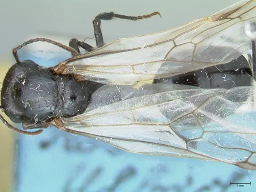 Messor piceus - FOCOL1285