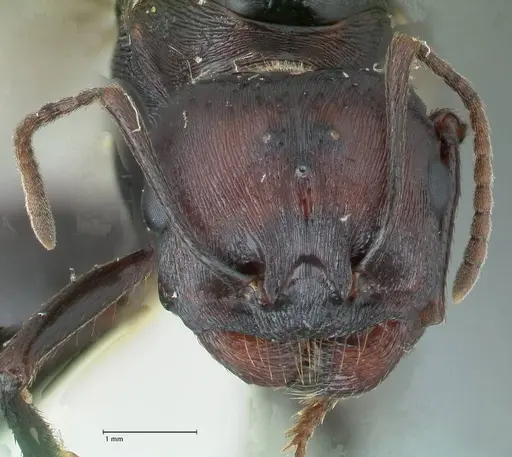 Messor piceus - FOCOL1285