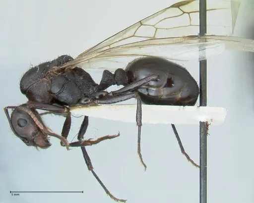 Messor piceus - FOCOL1285