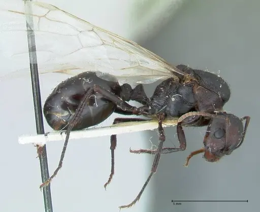 Messor piceus - FOCOL1285