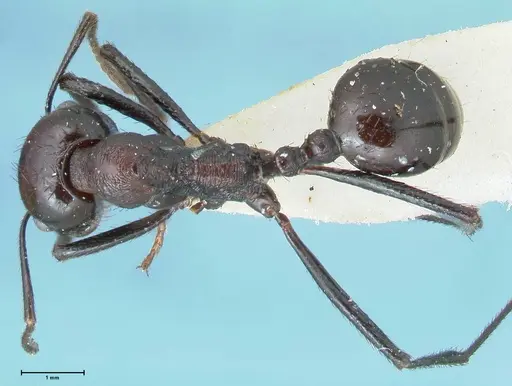 Messor piceus - FOCOL1286