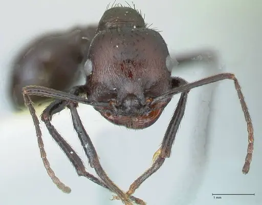 Messor piceus - FOCOL1286