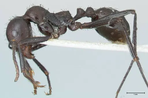 Messor piceus - FOCOL1286