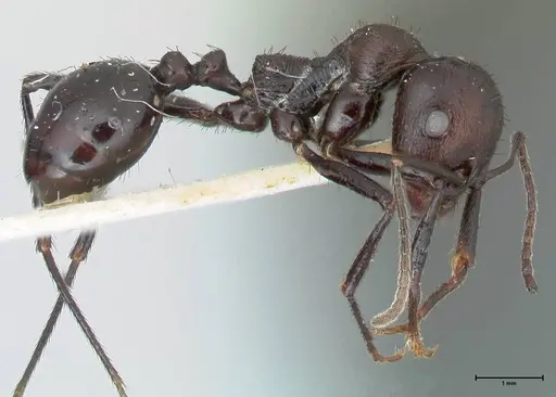 Messor piceus - FOCOL1286