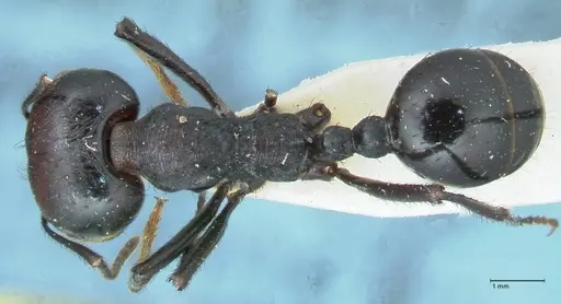 Messor piceus - FOCOL1287