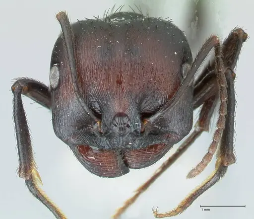 Messor piceus - FOCOL1287